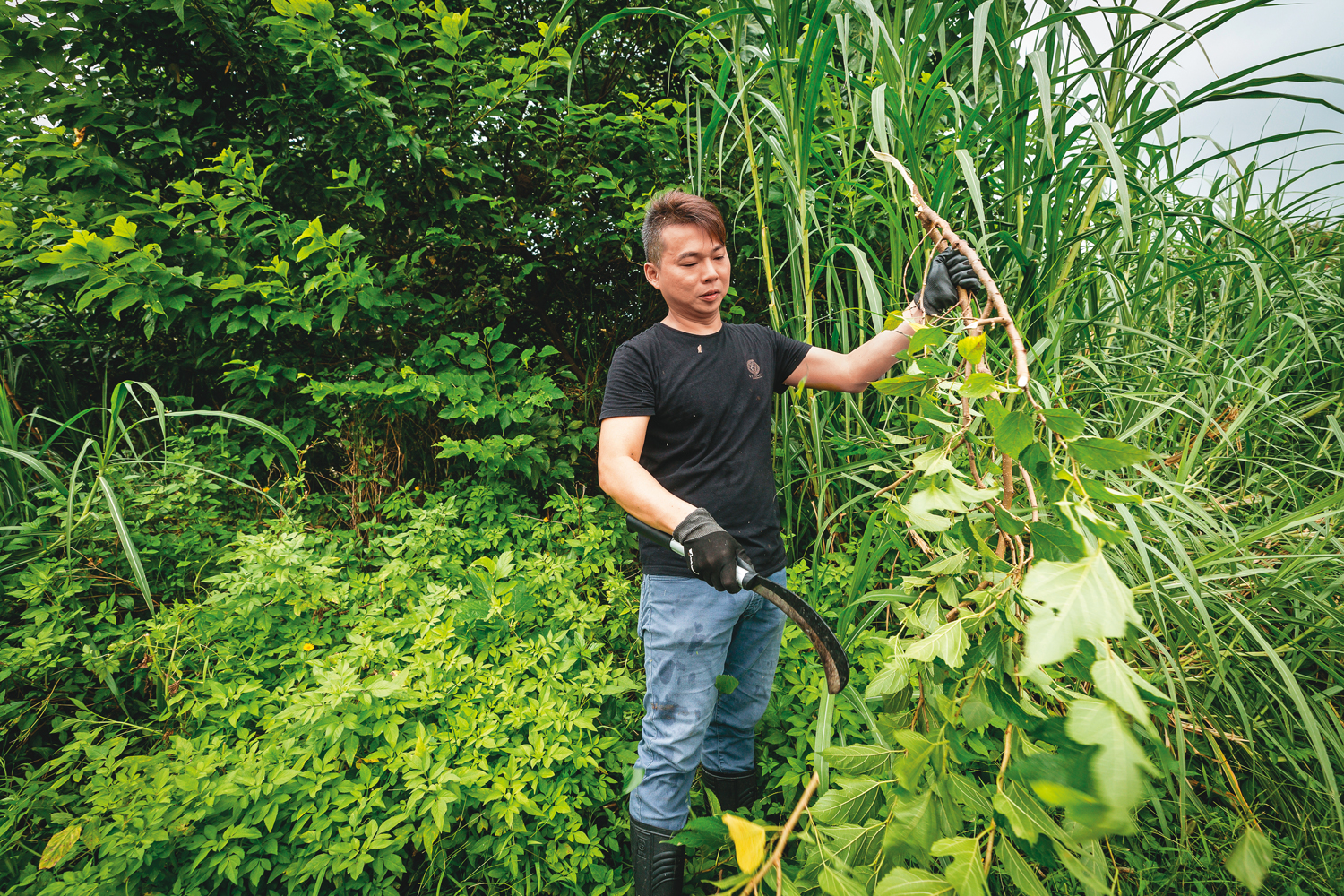 簡宜賢過去常出門到野外採青草，不止勞累，還會遇見蛇、螞蟻窩等，有一定的危險性。