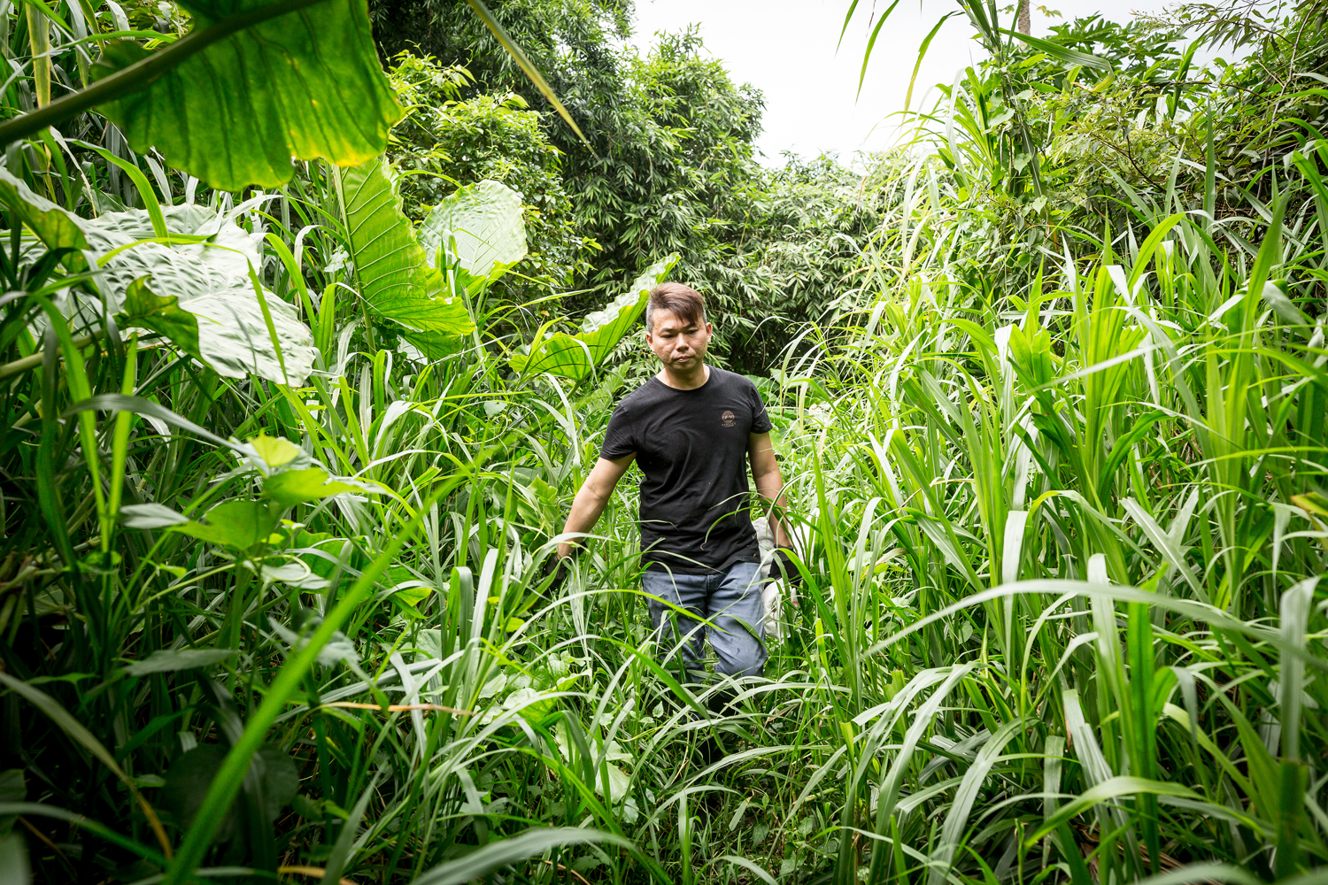 簡宜賢過去常出門到野外採青草，不止勞累，還會遇見蛇、螞蟻窩等，有一定的危險性。
