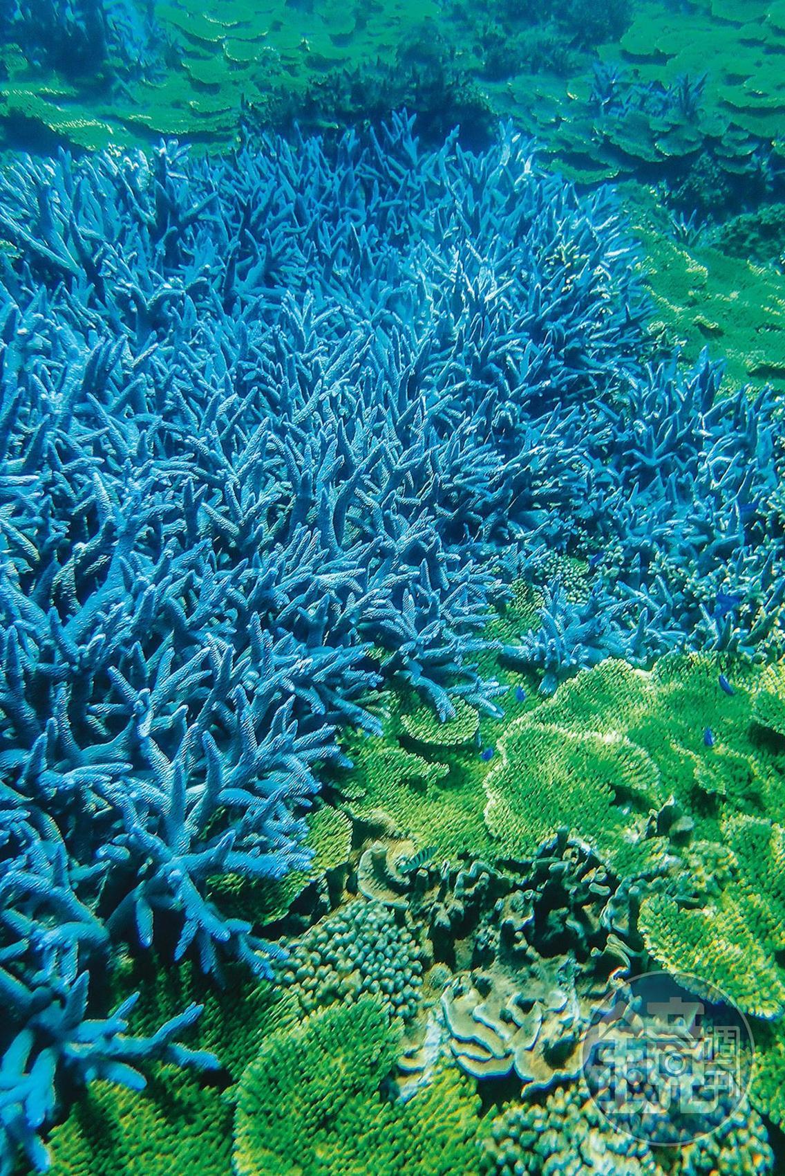 一大片的紫色鹿角珊瑚,讓南方四島的海底世界被譽為薰衣草森林。(鄭祺耀攝)