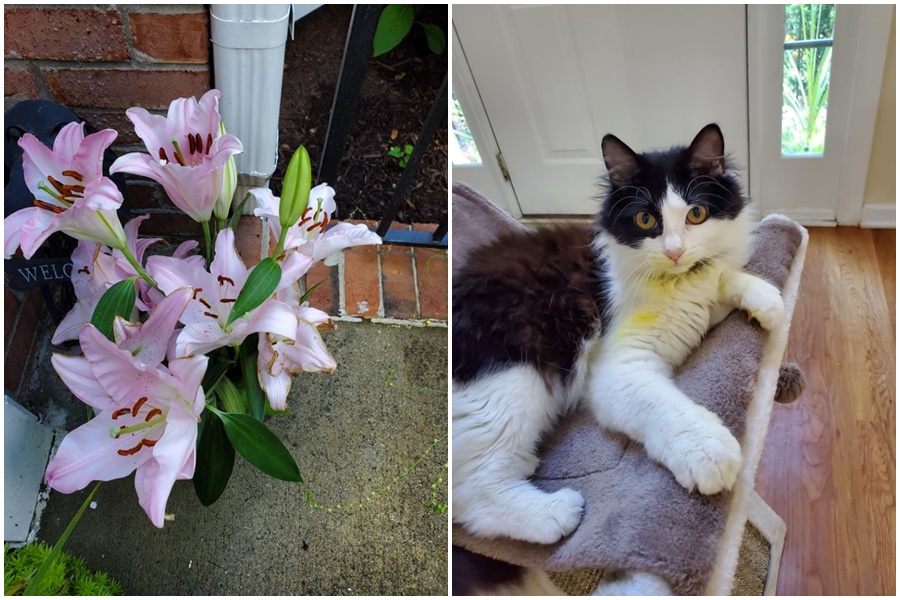 貓女兒居然因為吃下百合花粉中毒，貓奴發誓再也不買什麼花花草草回家了，也提醒其他飼主要特別注意。（翻攝Lindsey Warnock臉書）