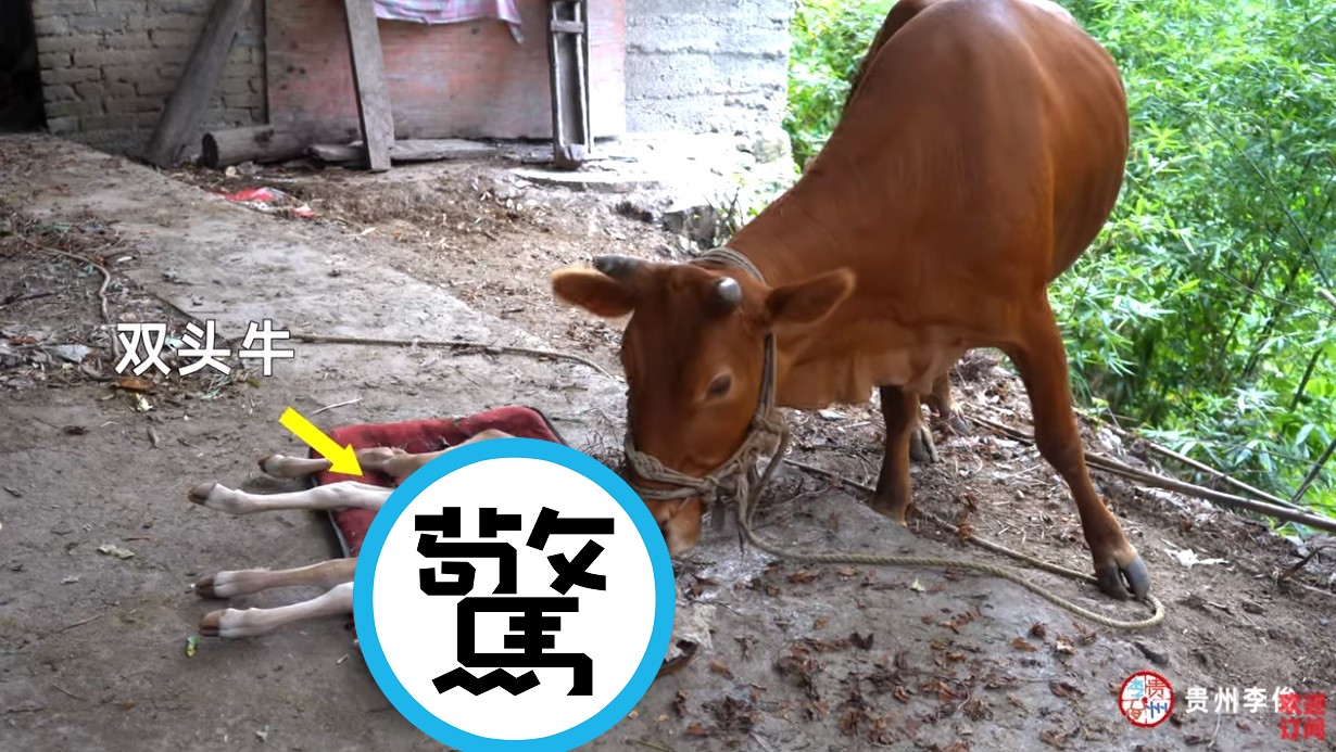 貴州一戶農家的母牛15日生產，結果生下罕見的雙頭牛。（翻攝自YT頻道：貴州李俊Guizhou Li Jun）