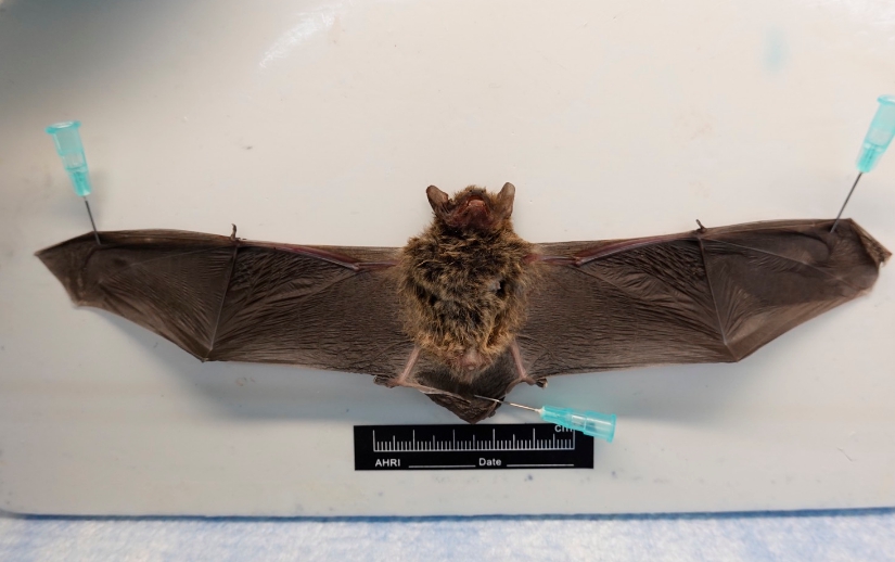 防檢局指出，近日在基隆市驗出了「臺灣蝙蝠麗沙病毒」，提醒民眾勿隨意接觸野生動物。（防檢局提供）