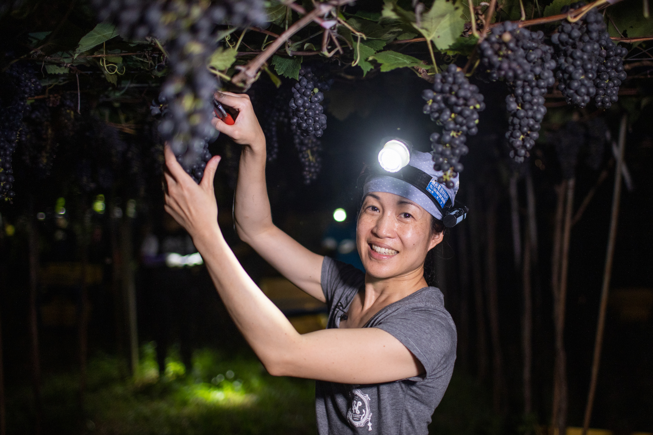 「威石東酒莊」執行長楊仁亞堅持以夜間採收維持葡萄品質。