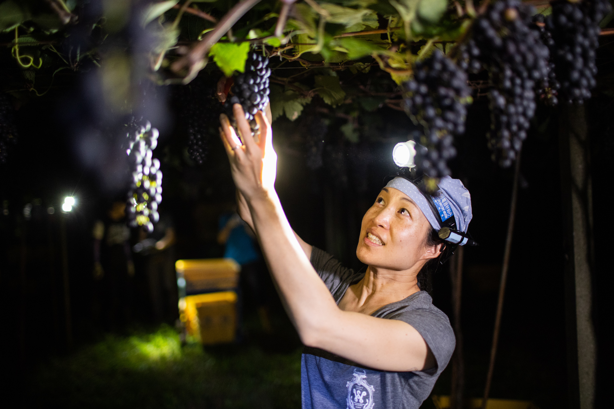楊仁亞仔細檢視每串葡萄。