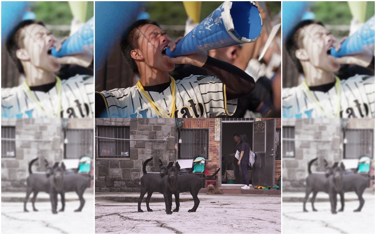 今年甲子園賽事被取消，紀錄片《甲子園：夢想競技場》（上）回味熱血的青春棒球賽事；《十二夜2：回到第零天》則追查流浪動物的源頭。（桃園電影節提供）