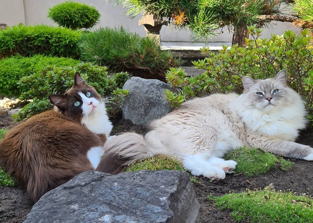 布偶貓米卡（左）和托比（右）常在庭院裡玩耍，一旁的水池中還有牠們的錦鯉好友。（翻攝自IG@timo_the_ragdoll_cat）