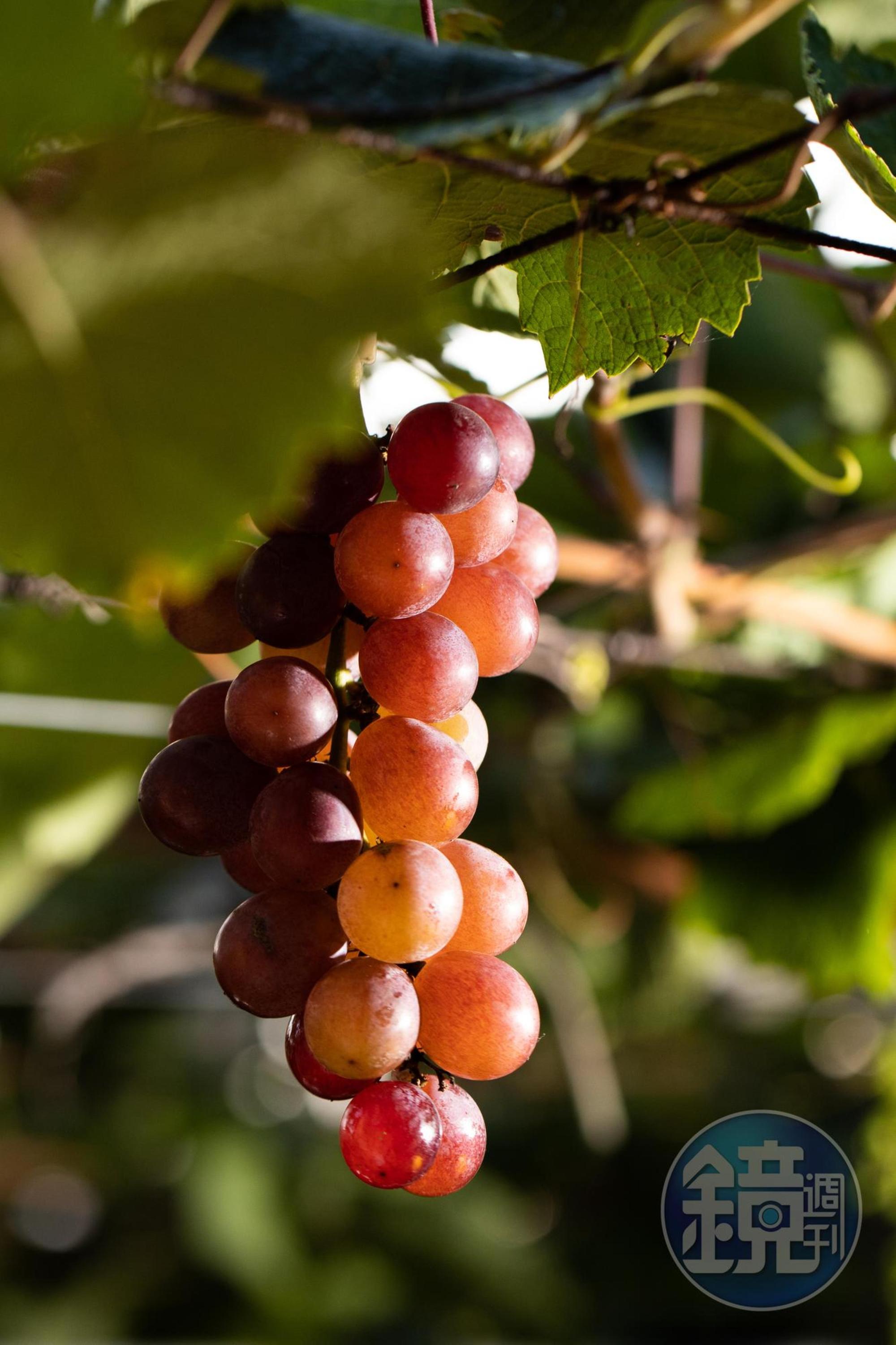 顏色淺紫紅、帶有蜂蜜香氣的蜜紅葡萄,有「香水葡萄」之稱。