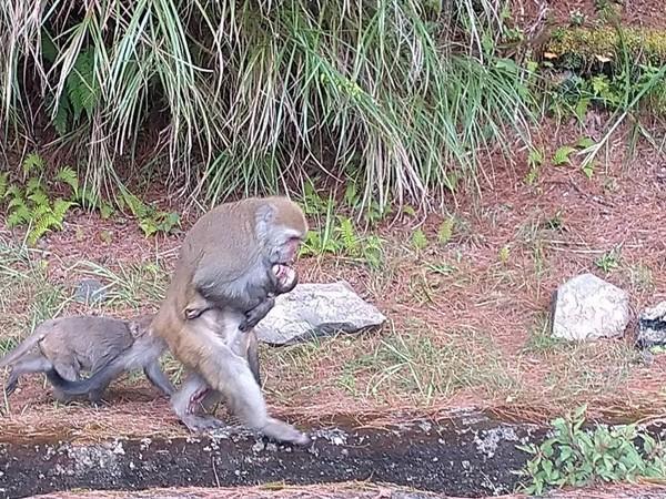 玉山國家公園塔塔加園區石山地區日前發生台灣小獼猴遭路殺身亡一事。（玉山國家公園管理處提供）