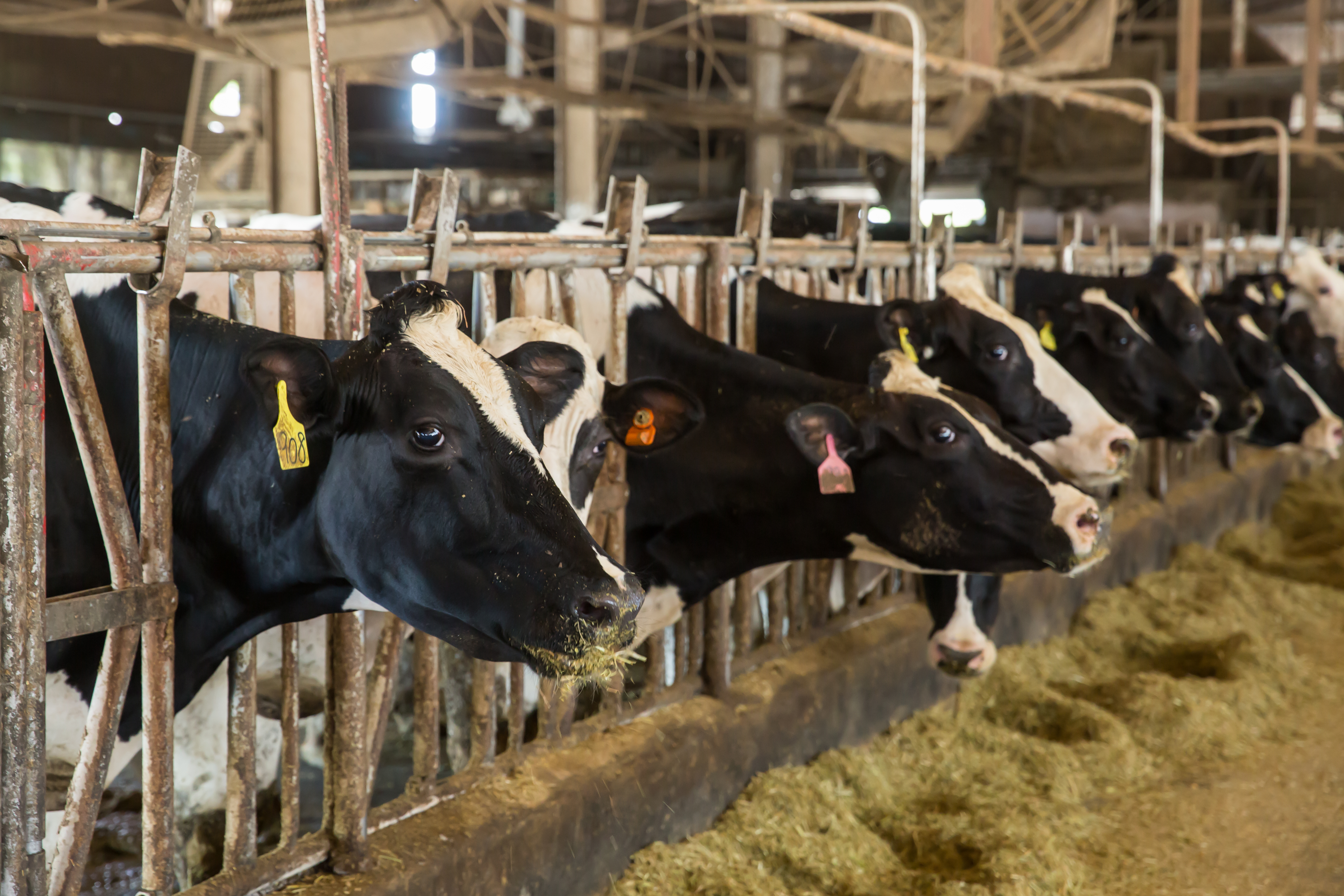 龔建嘉說，一般牛隻在清晨5到6點之間擠奶，而獸醫的診療時間通常落在上午7到8點左右。