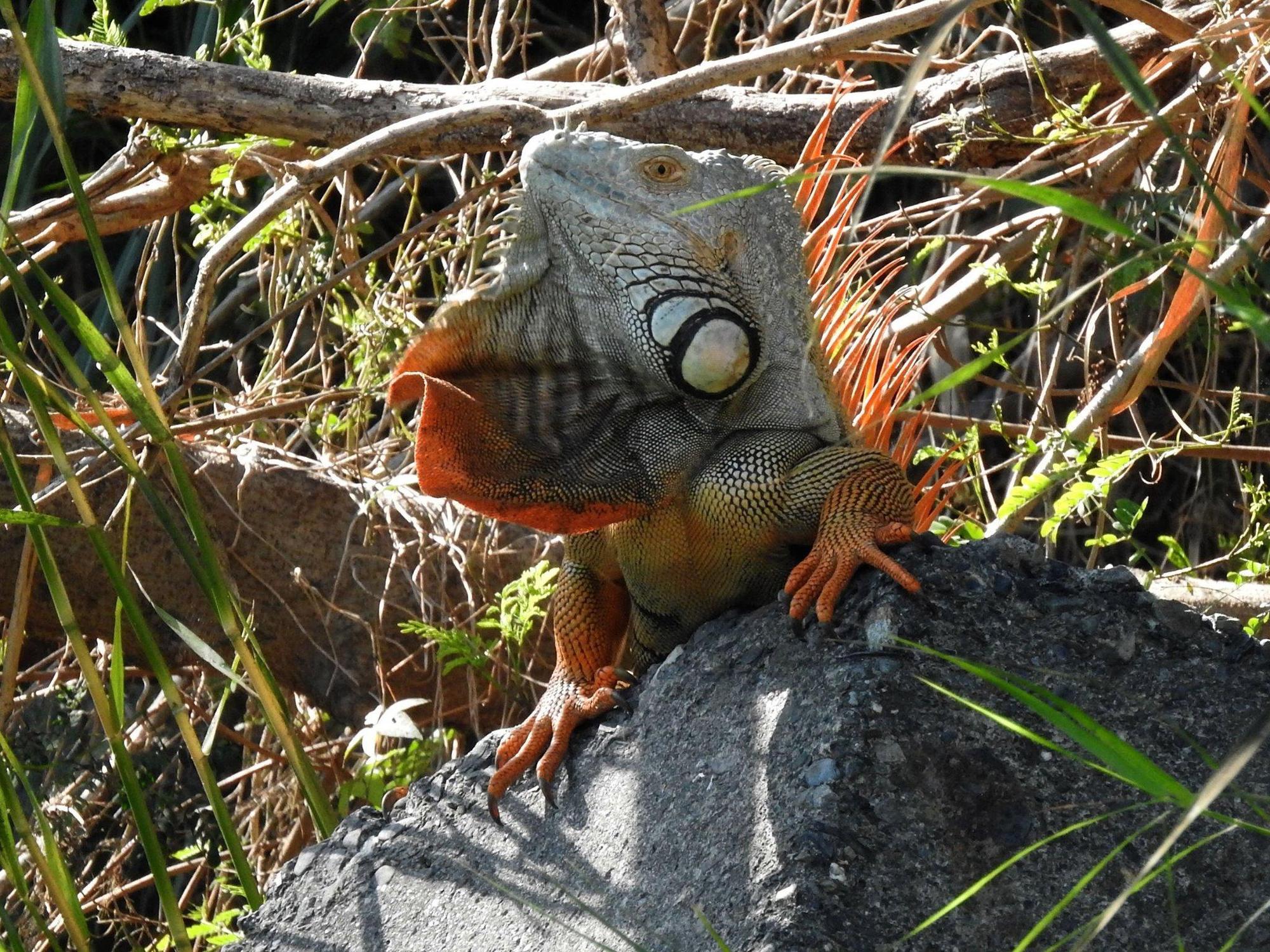 美洲綠鬣蜥人為棄養情形嚴重，造成生態失衡。（翻攝自林務局臉書）