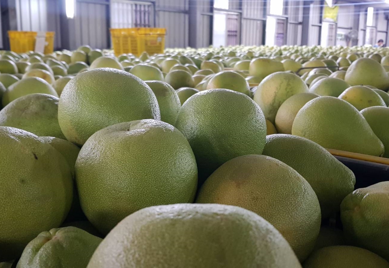 農委會希望內外銷雙管齊下，能幫助柚子維持在很好的市場價格。