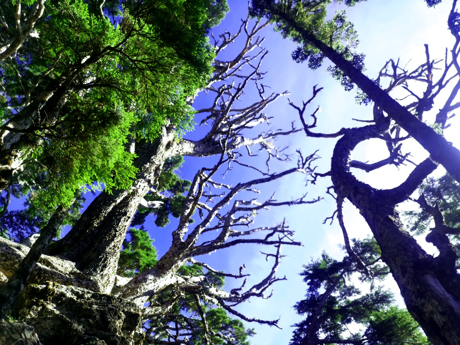 藝術品般的樹木，是森林中的魔法景象。