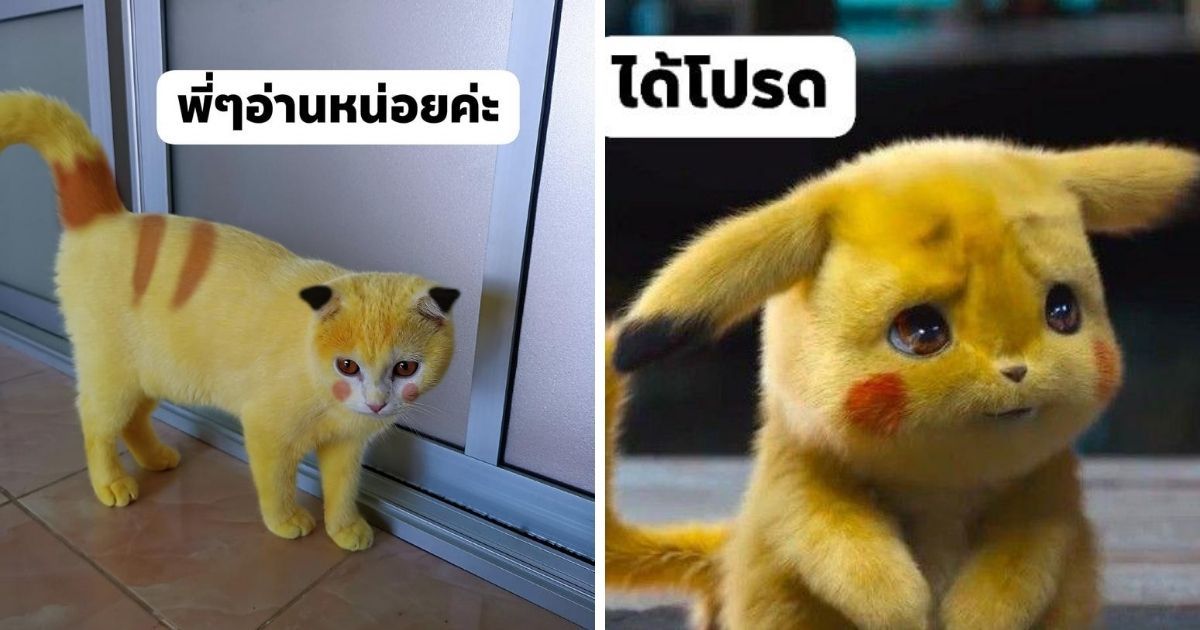 主人幫卡邦西修臉，鄉民接力修條紋，還製圖對照。（翻攝mycatYellow臉書粉專）