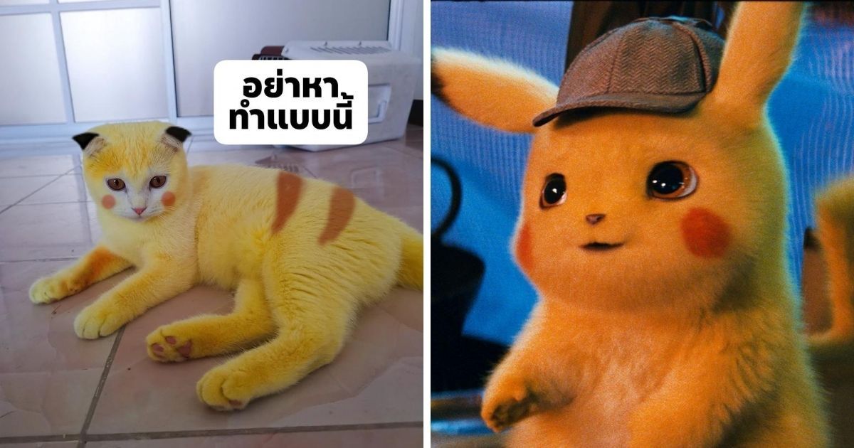 泰國貓咪卡邦為治療黴菌，卻意外成為網「黃」。（翻攝mycatYellow臉書粉專）
