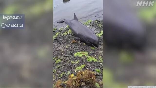 日本貨輪觸礁地點附近海灘發現死亡海豚。（翻攝自NHK）