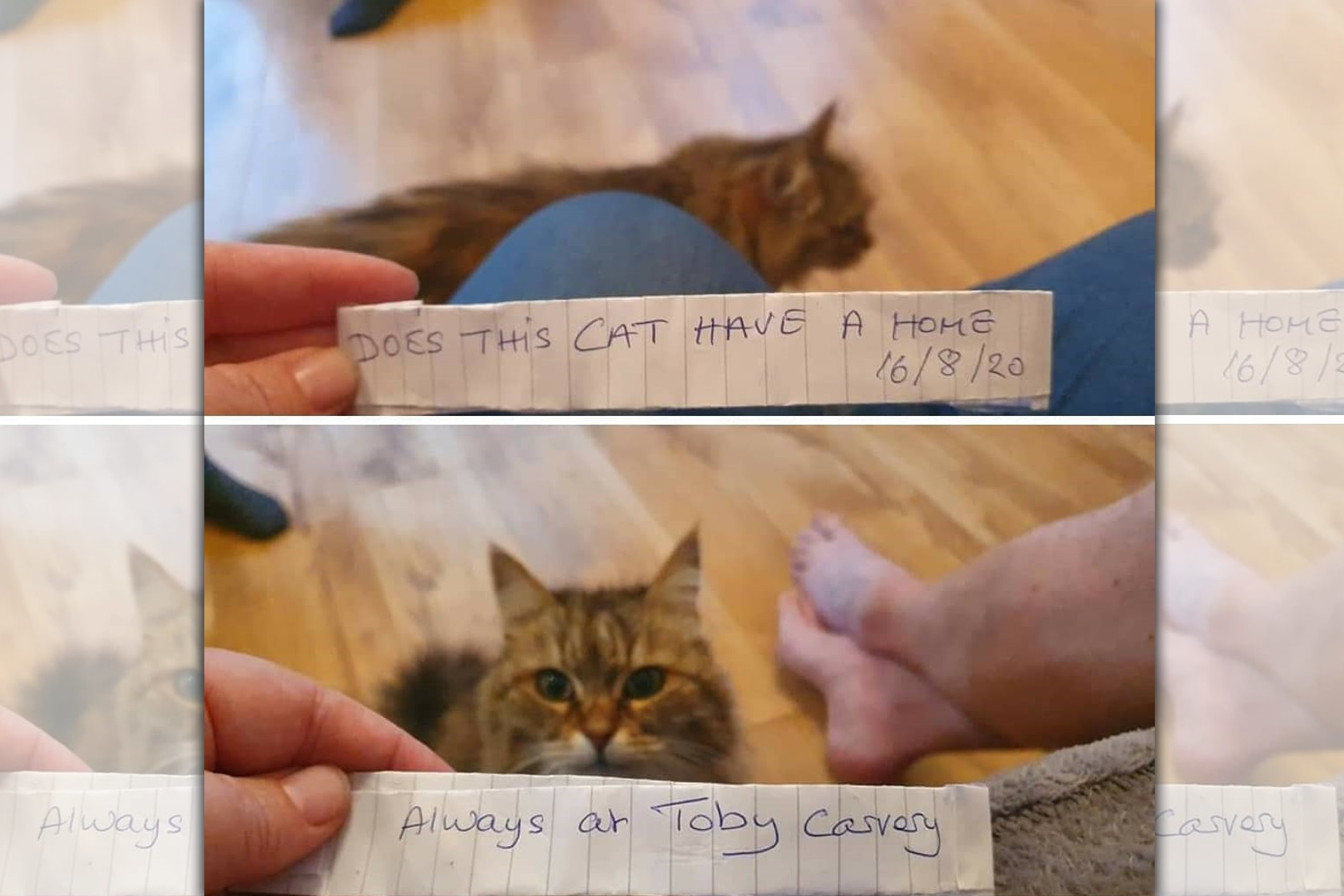 每天出門溜搭的貓咪圖拉，某天帶著紙條回家，讓雙面生活曝了光。（IG@tula_queencat）