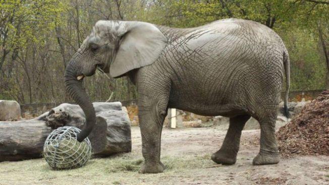 象群失去長者悲慟不已,動物園決定在他們的飲食中添加醫用大麻,緩解壓力。(翻攝華沙動物園臉書)