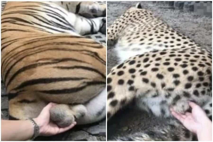 泰國女子在動物園直接用手「抓虎蛋」，PO網後遭到撻伐。（翻攝自mgronline.com）