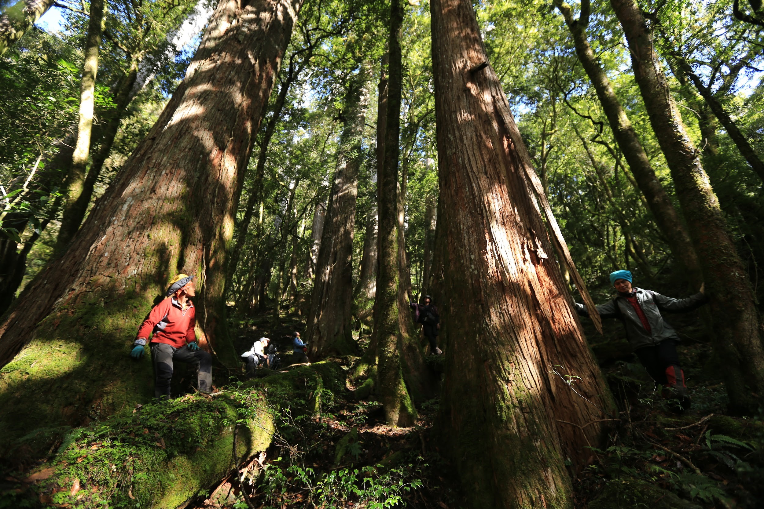 《神殿》為國家文藝獎得主柯金源導演的作品，以萬年為單位，看島嶼森林的變遷。（公視提供）