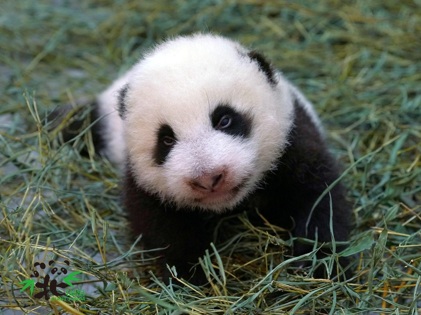 台北動物園團隊第2次照顧大貓熊寶寶,保育員也分享,這次照顧「圓寶」有種很不真實的感覺。(台北市立動物園提供)