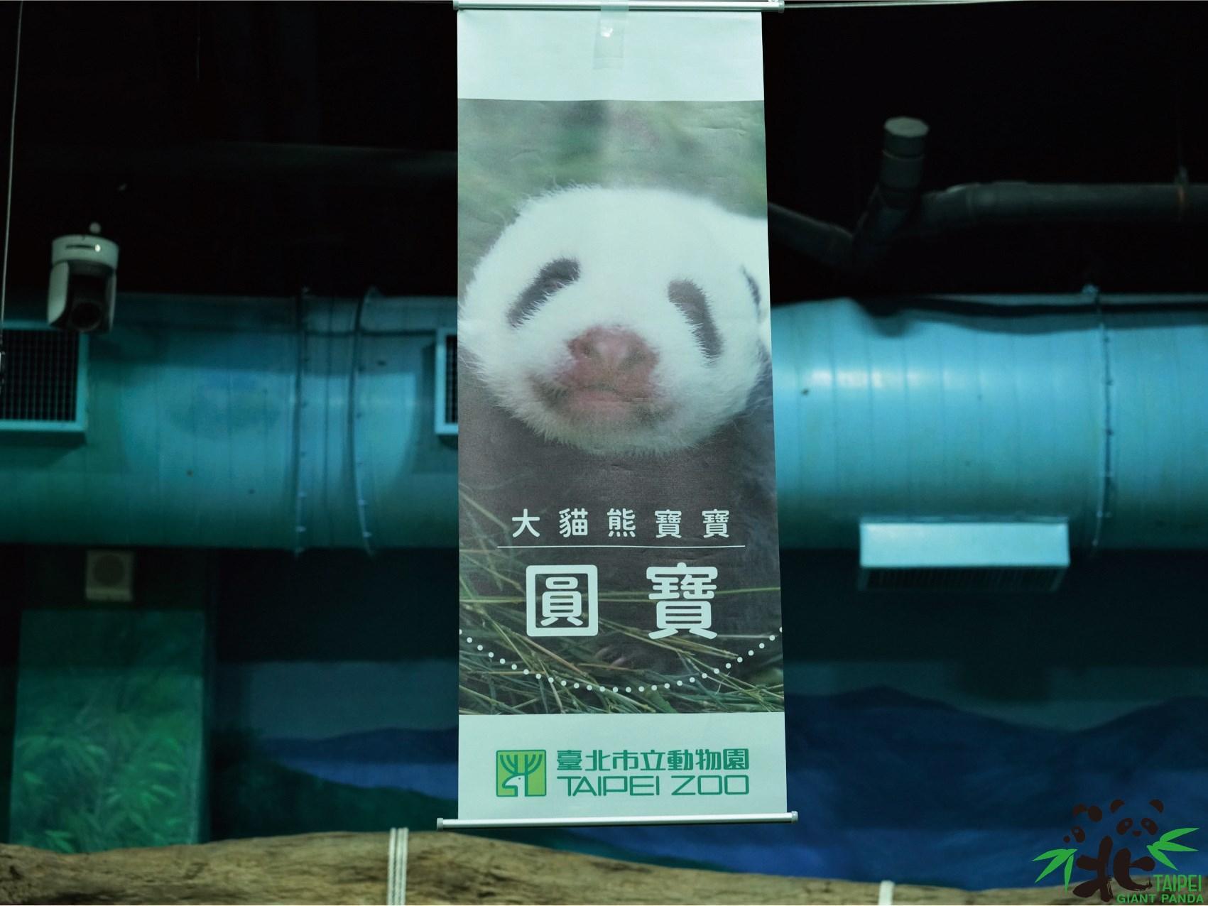 「圓仔妹」命名結果公布,「圓寶」以8,712票勝出。(台北市立動物園提供)