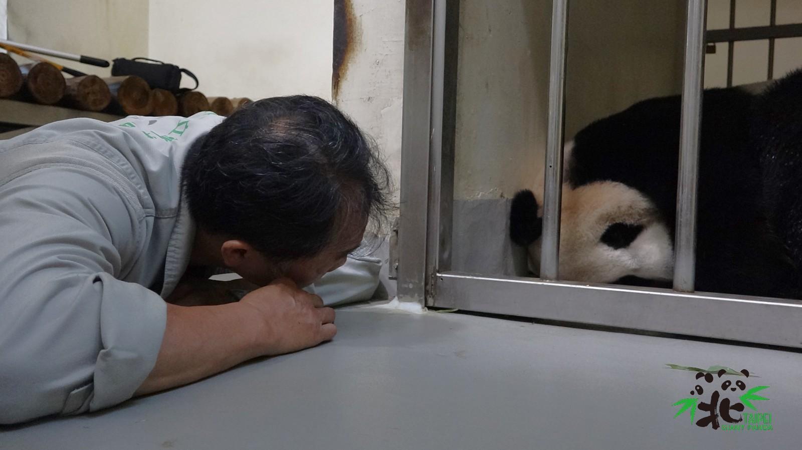 為了觀察「圓圓」的狀況,保育員必須趴在地上。(台北市立動物園提供)