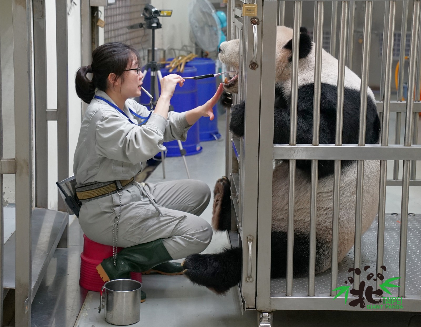 保育員幫「圓圓」清潔牙齒。(台北市立動物園提供)