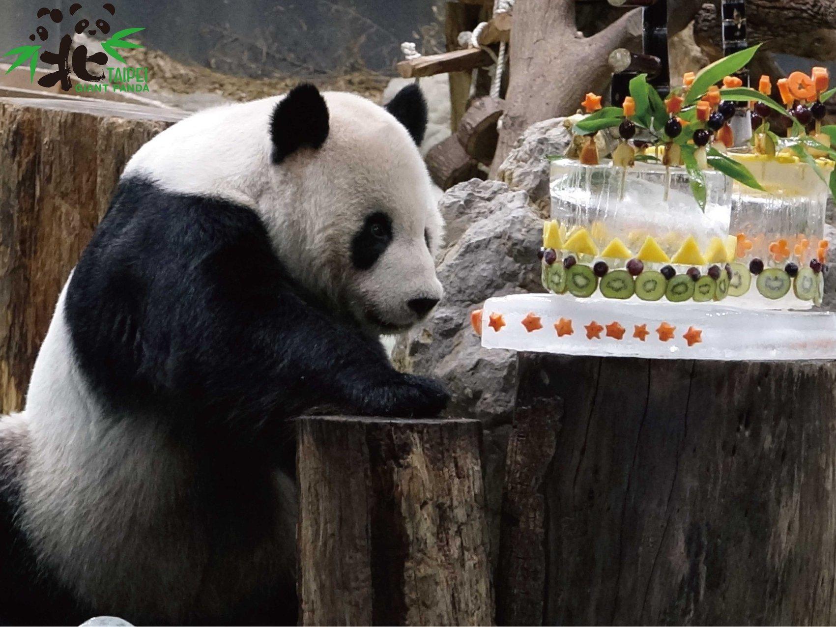 「團團」「圓圓」的16歲生日蛋糕,保育員前前後後花了一週的時間才把蛋糕趕工完成。(台北市立動物園提供)