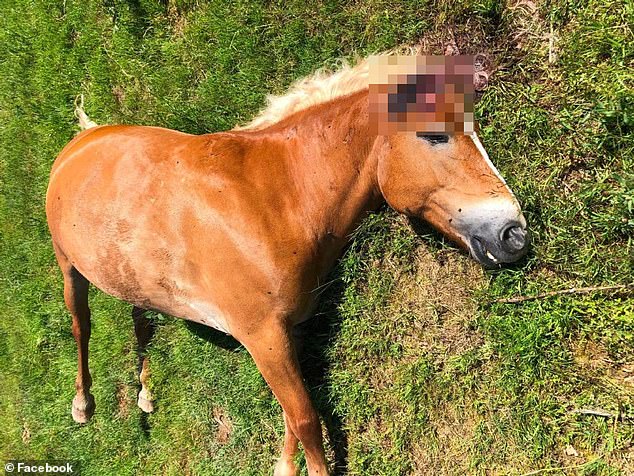 法國傳出多隻馬匹遭虐殺並割走耳朵，疑似被嫌犯當成戰利品。（翻攝自臉書／翻攝自每日郵報）