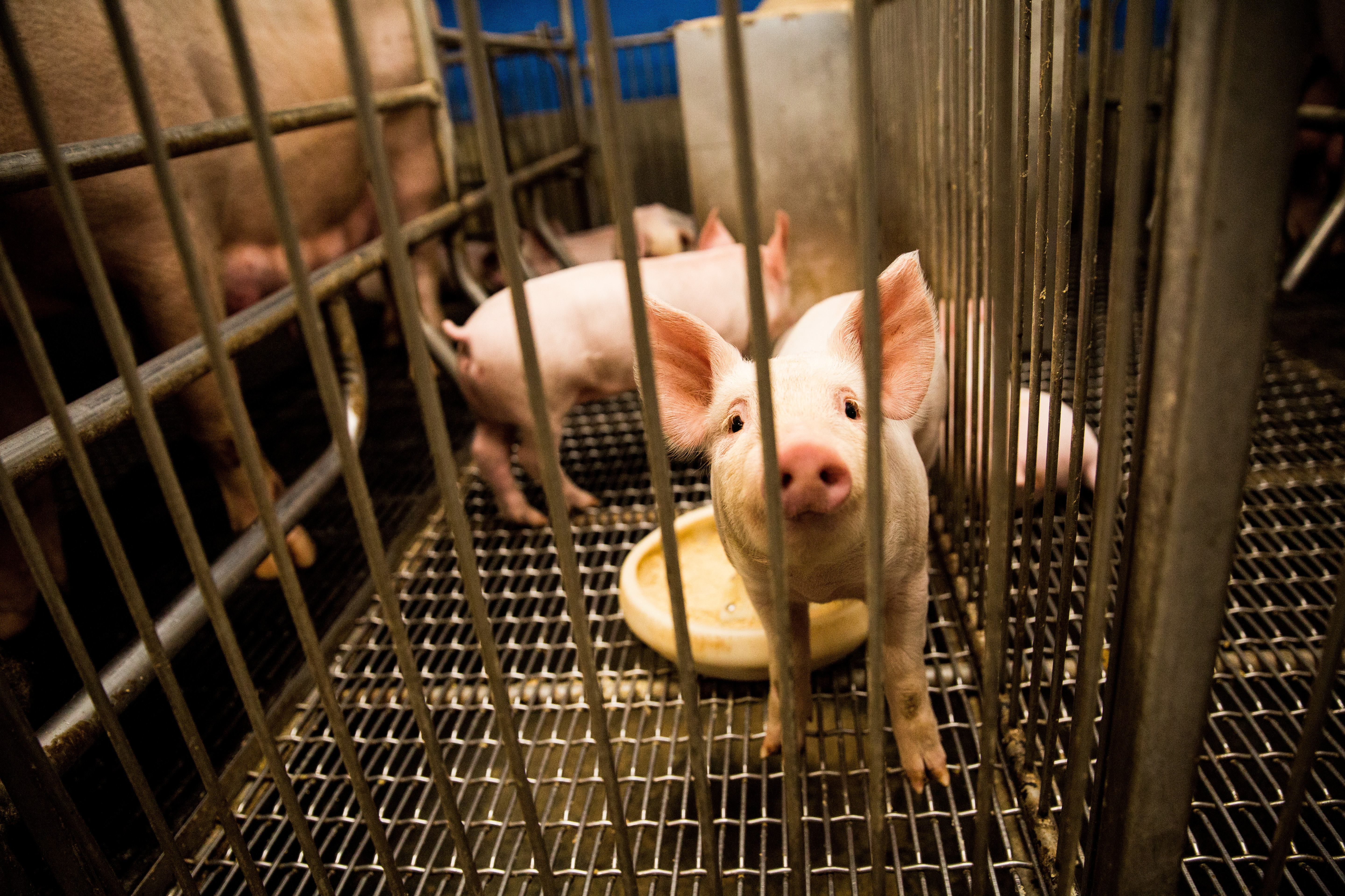 美豬美牛明年起將鬆綁進口，謝金河認為，此時此刻「是國產養豬戶全面升級的關鍵時刻」。（本刊資料照）