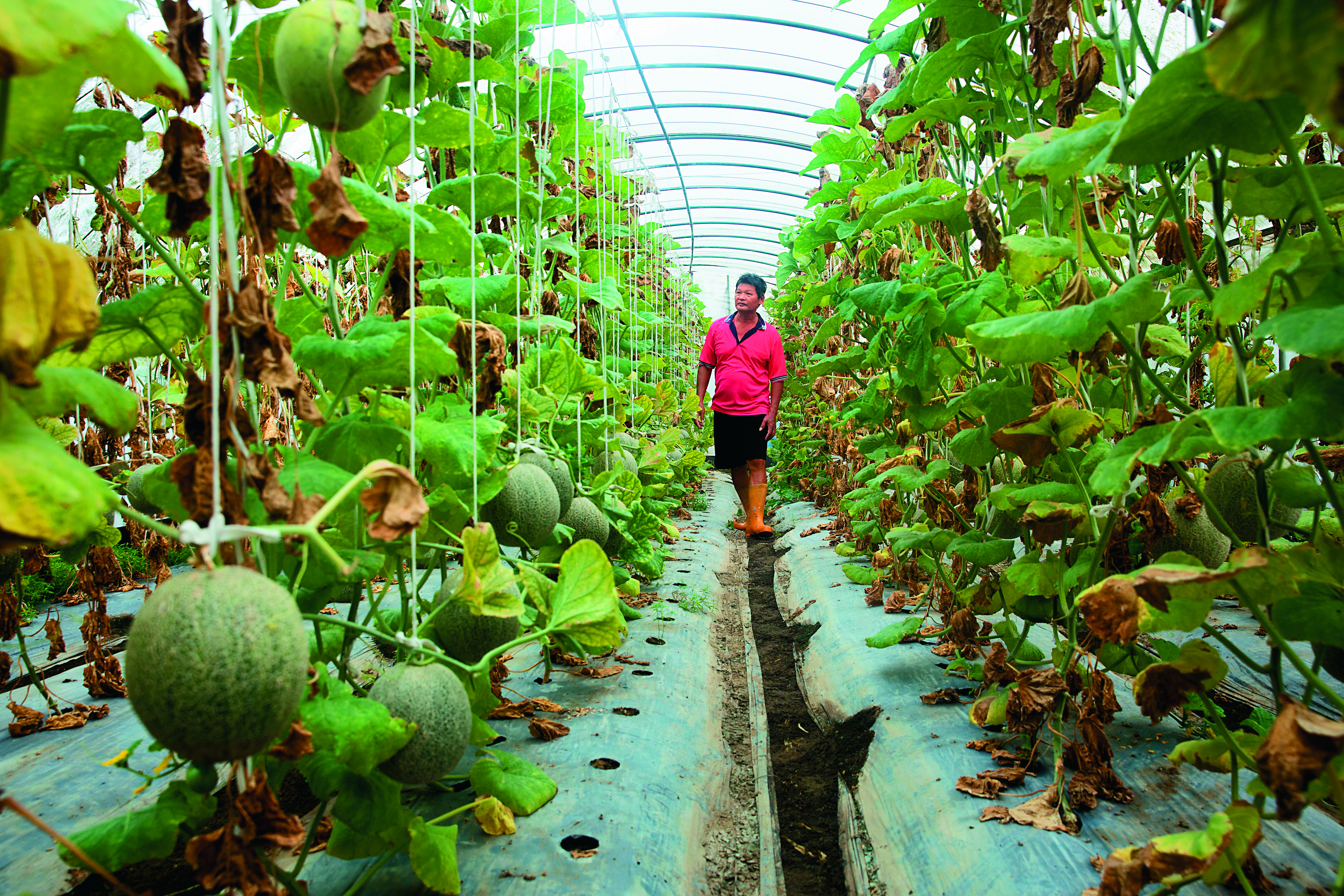 哈密瓜很嬌貴，雨水一多，土壤太濕，許凰誥就得趕緊巡視，替它們改善生長環境。