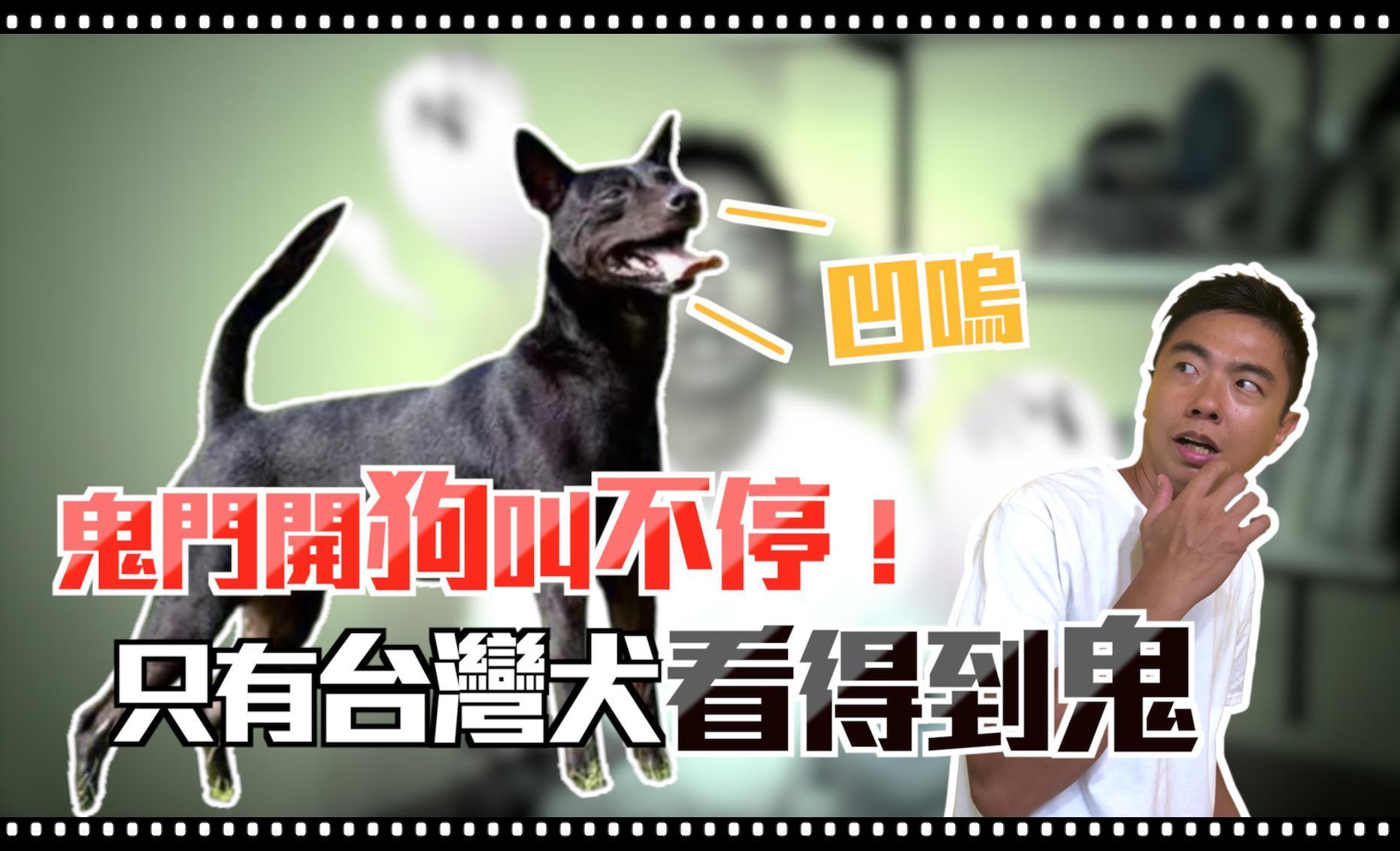 鬼月更常見毛小孩「吹狗螺」,是因為狗狗看到鬼?甘安捏?犬類行為訓練師「熊爸」來揭開真相。
