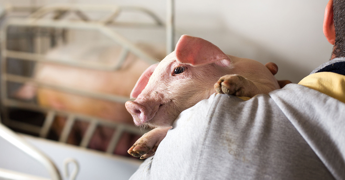 明年元旦即將調整上路的萊豬、美牛進口政策，引發熱議，政府積極與基層對談，表示 在「科學證據」及「遵循國際標準」原則下，確保國人健康和食肉安全。