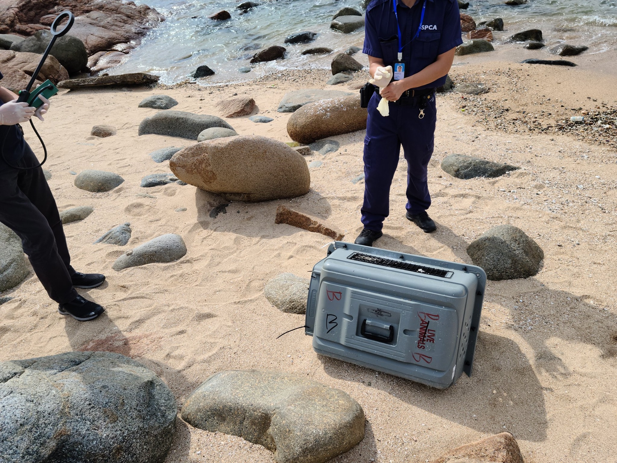 香港走私案害死15隻動物。（翻攝自香港愛護動物協會）