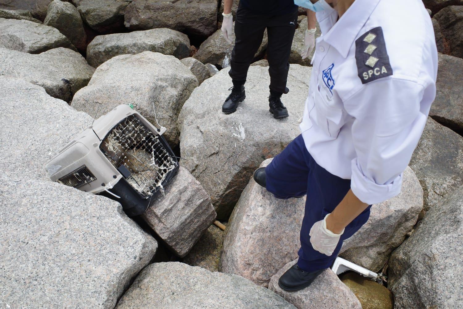 香港走私案害死15隻動物。（翻攝自香港愛護動物協會）