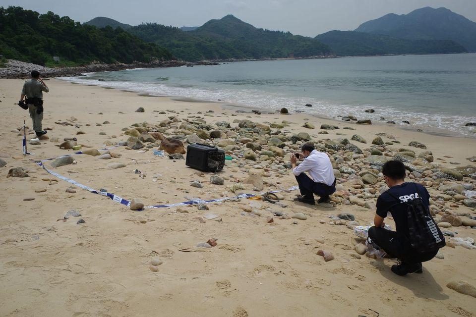 香港走私案害死15隻動物。（翻攝自香港愛護動物協會）