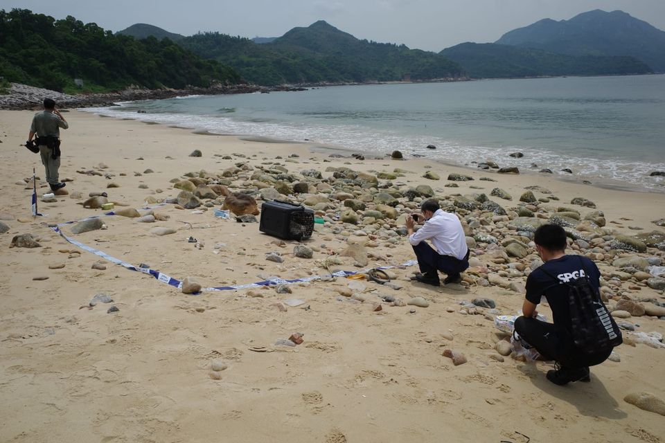 香港走私案害死15隻動物。（翻攝自香港愛護動物協會）