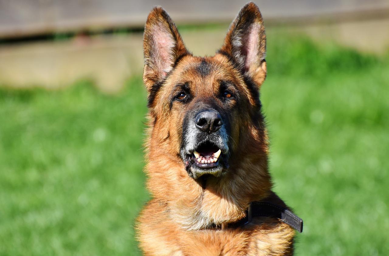 中國一隻德國狼犬聰明地幫助小主人逃過一次責罵。（示意圖，Pixabay）