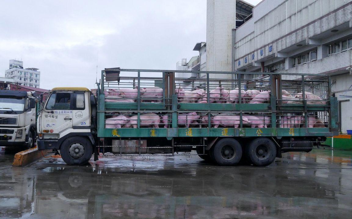 台灣動物社會研究會揭露國內活體豬肉拍賣過程既落後又野蠻。(台灣動物社會研究會提供)