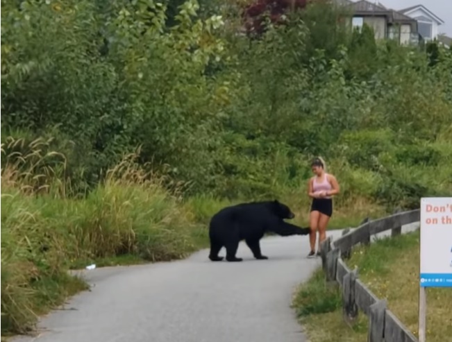 加拿大一處健行步道，發生黑熊出沒事件，所幸沒造成意外。（翻攝自Storyful Rights Management YouTube頻道）