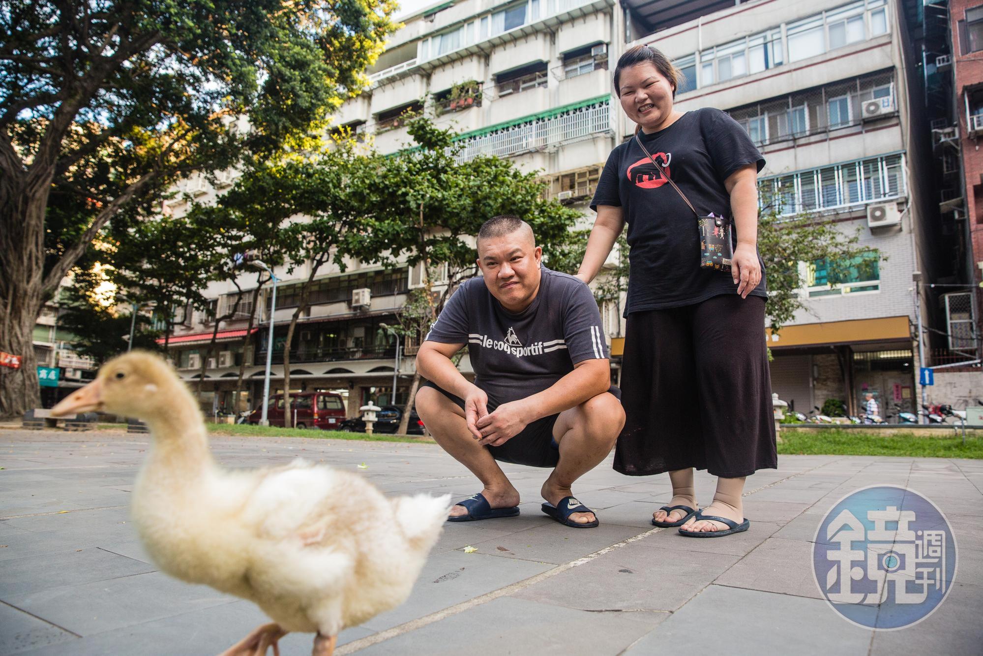 楊波夫妻視寵物鵝為小孩,每天帶牠散步是2人1天之中最放鬆抒壓的時刻。