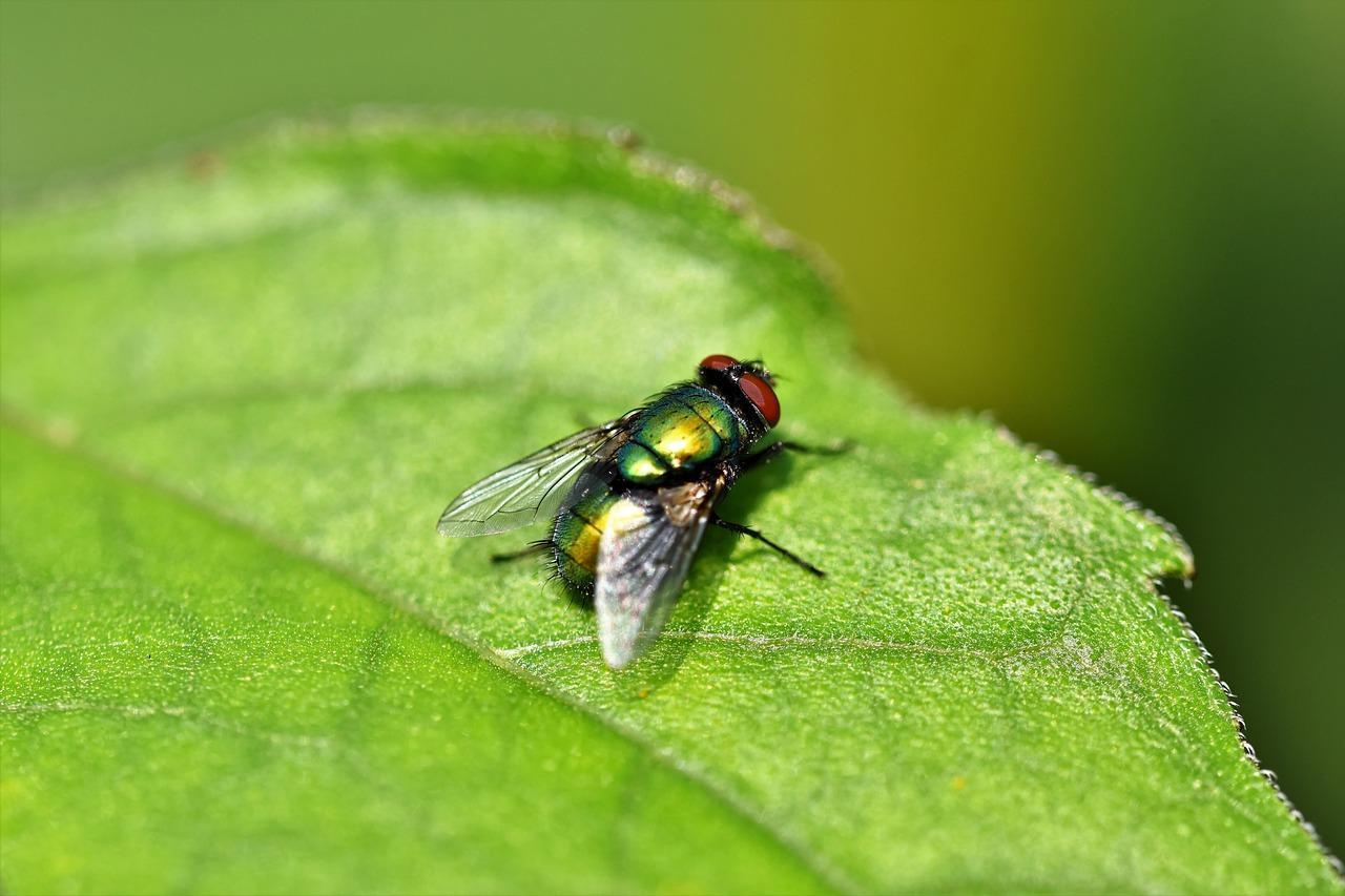 為了追打蒼蠅而引起的氣爆案。(示意圖,Pixabay)