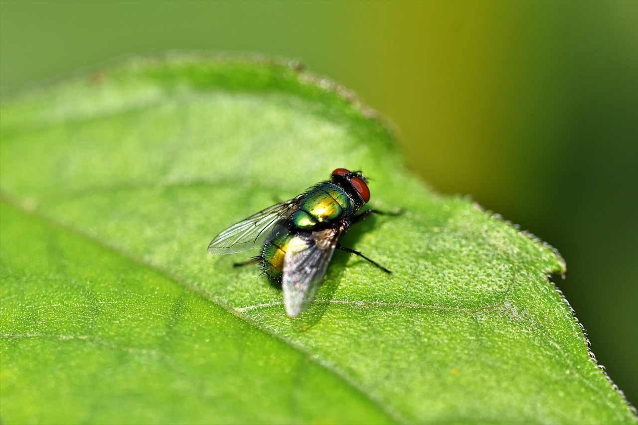 為了追打蒼蠅而引起的氣爆案。（示意圖，Pixabay）