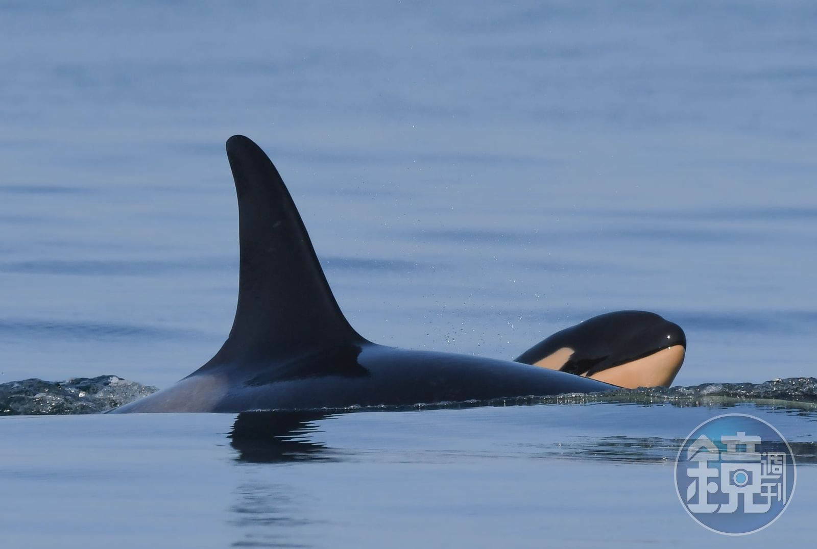 頂著寶寶屍體游了17天虎鯨媽媽2年後產下健康幼鯨- 鏡週刊Mirror Media