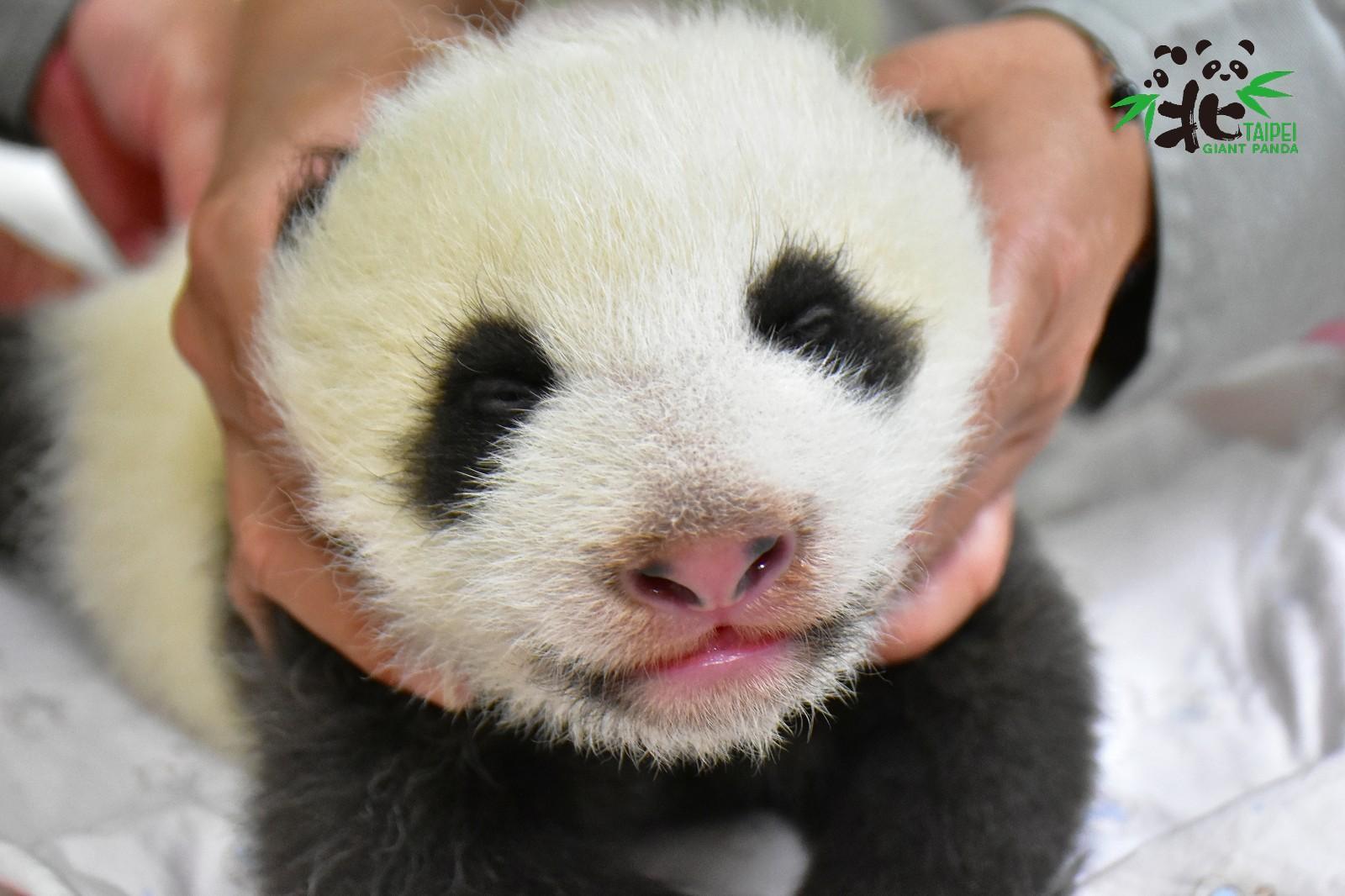 臺北市立動物園今(9)日公布「圓寶」健檢報告,結果一切順利,是個健康寶寶。(翻攝自臺北市立動物園臉書)