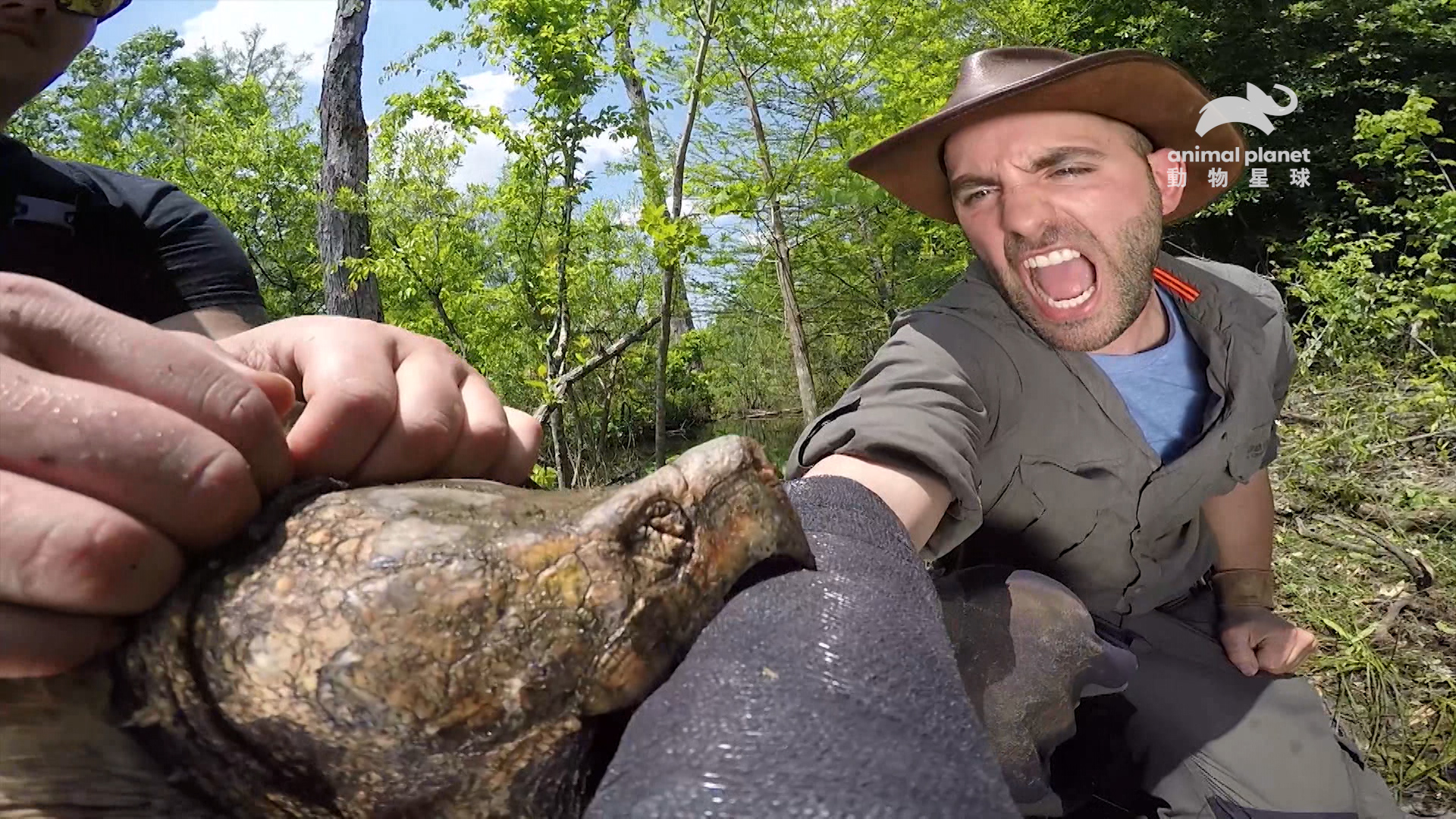 卡悠提彼得森（右）在《野地大膽王：勇闖荒野》挑戰被鱷龜咬一口，這可是全球咬合力前10強的動物，會痛死人的。（動物星球頻道提供）