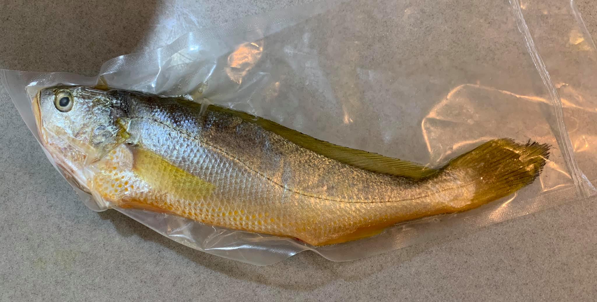 程智勇師傅送我的野生黃魚。