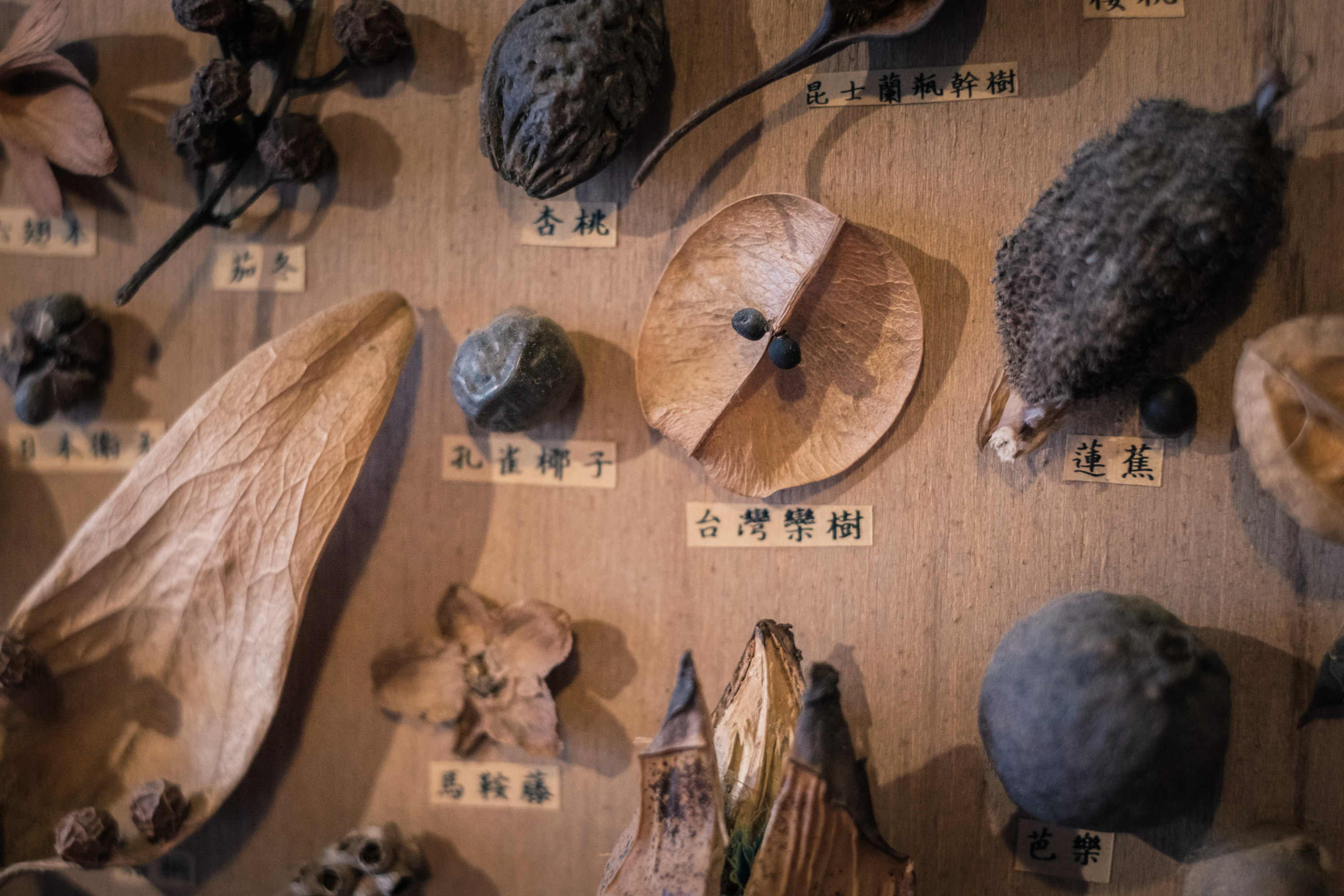 細部可以看見各種子的名稱，在日常生活中例如公園與山裡都可以尋找得到。