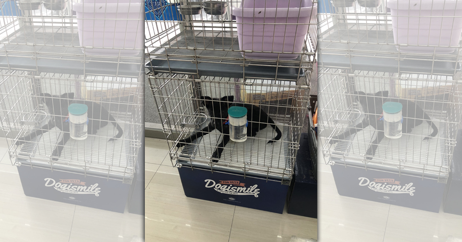 新北市「小黑黑幸福轉運站」2年多來成功送養了2,312隻全黑貓狗。（翻攝自新北市政府官網）