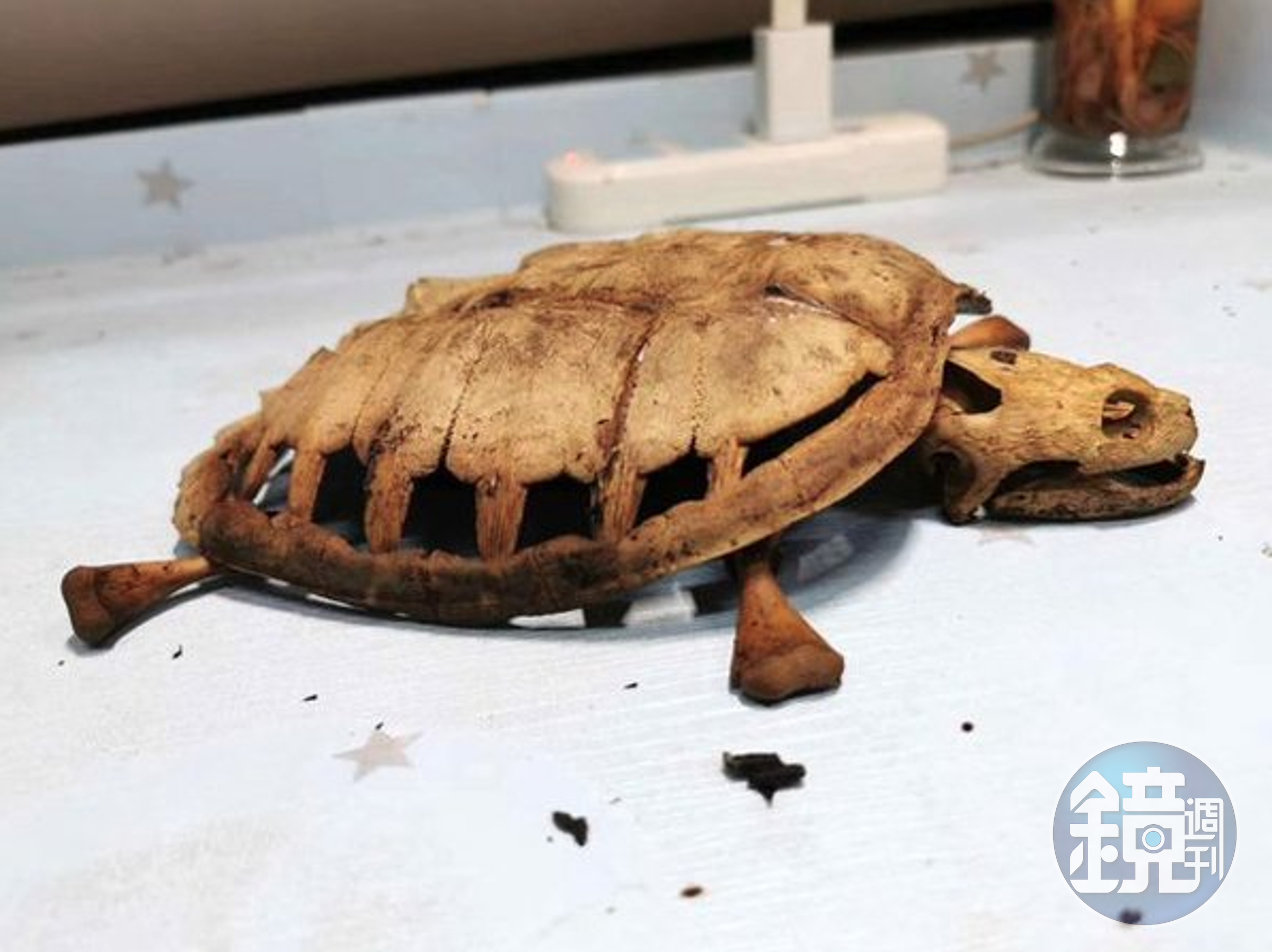 一名就讀武漢大學的林姓學生，睽違8個月後回到學校宿舍，卻發現養在宿舍的寵物龜已成了骨骸。（翻攝自中國報）